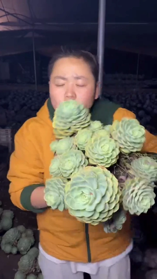 【闪购商品】94巨大号哈密瓜群29.99