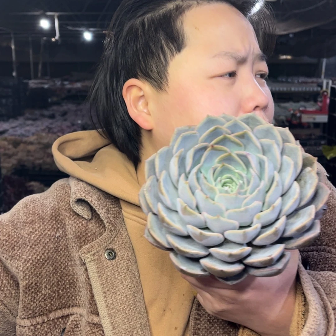【闪购商品】1.4-84大单头菲欧娜12cm➕
