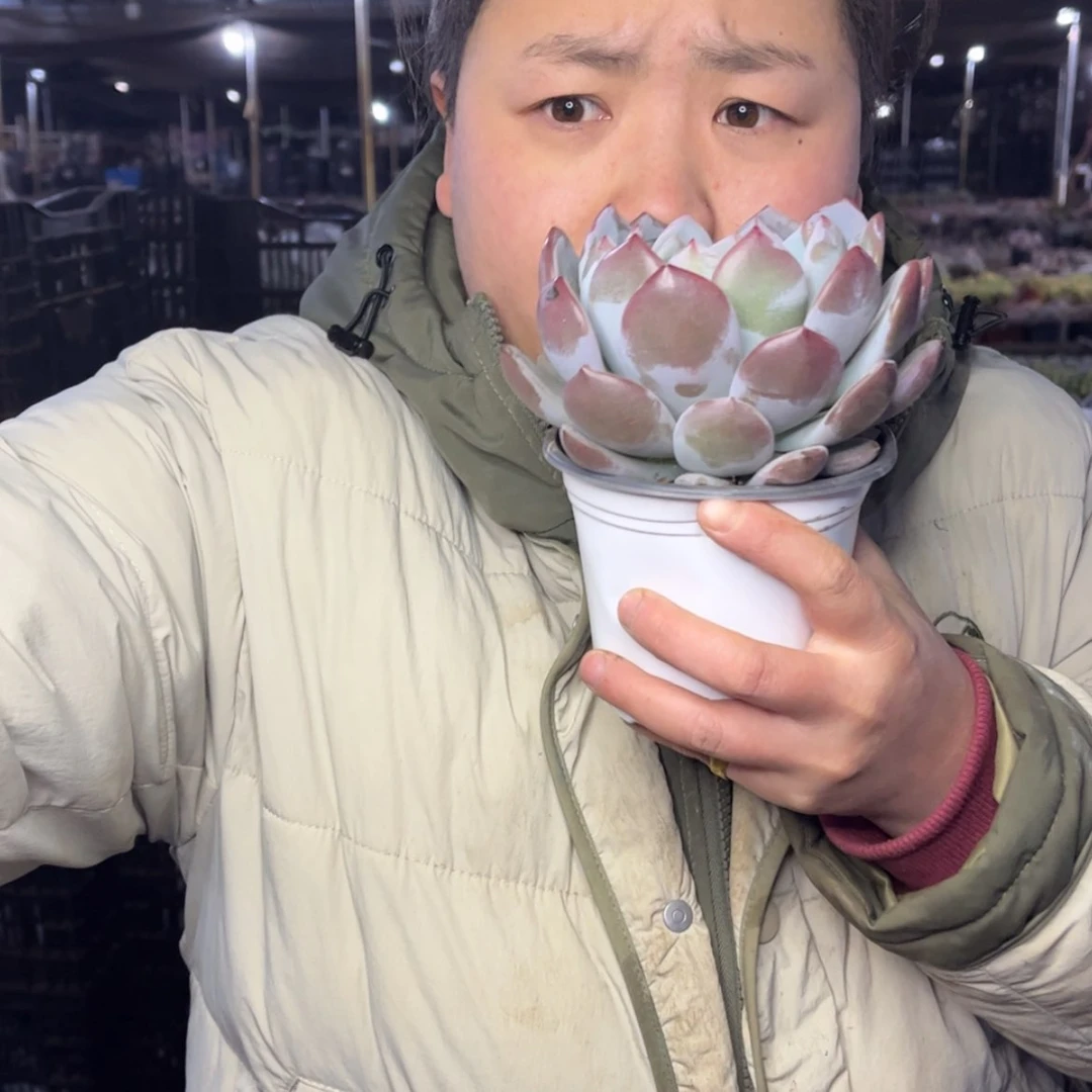 【闪购商品】1.5-92单头紫皮橙