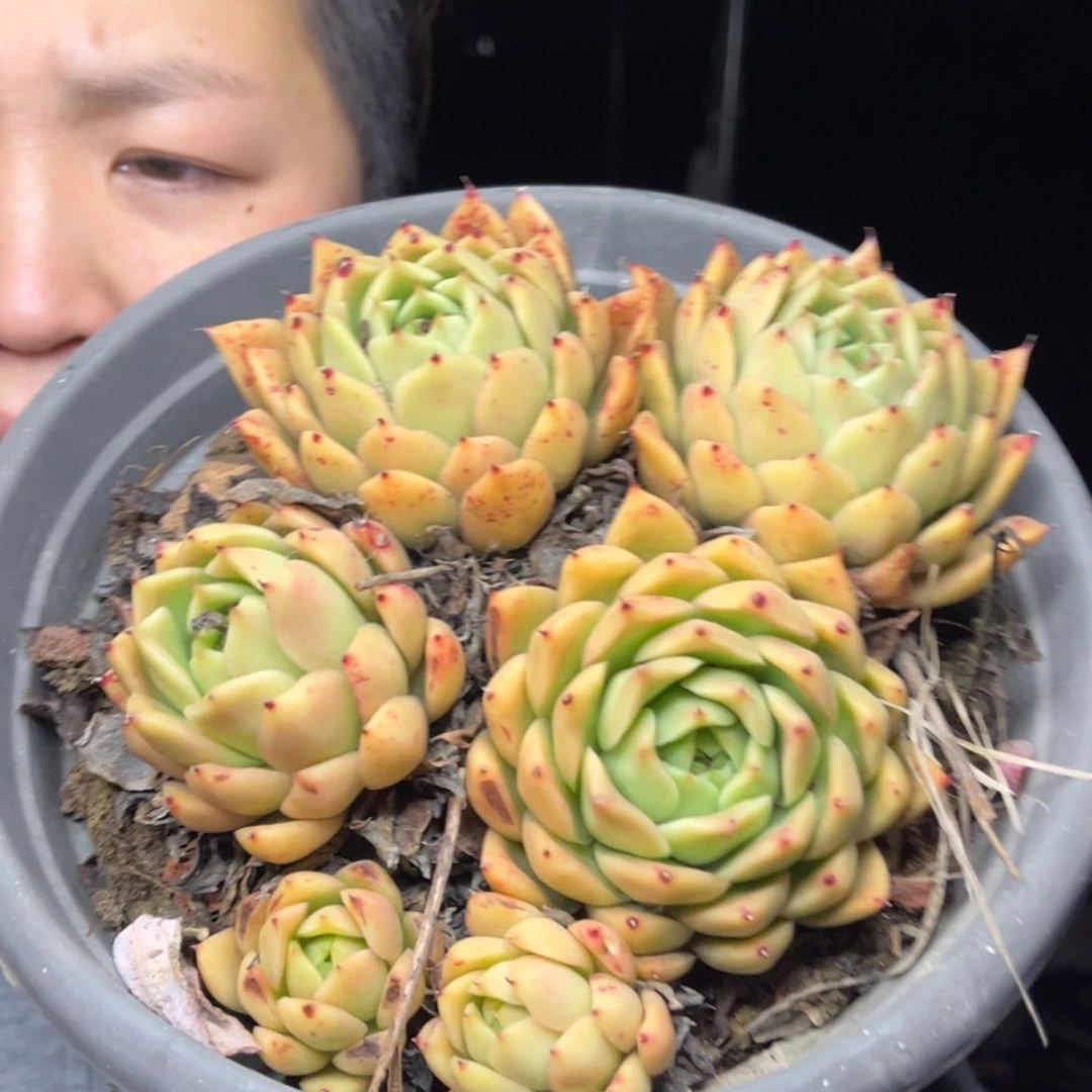 【闪购商品】12.21-158青椒东云