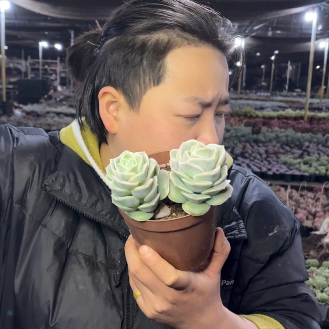 【闪购商品】1.3-20整装双头起可爱玫瑰