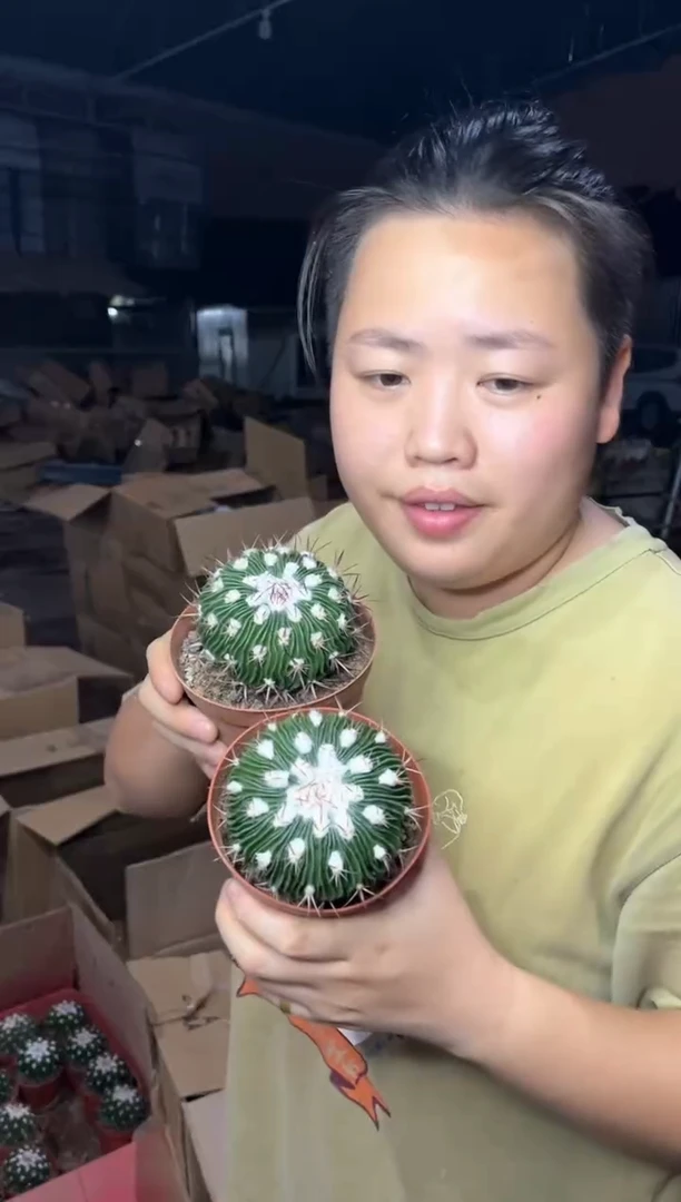 【闪购商品】7.26-2多灵玉2颗组8CM9.99