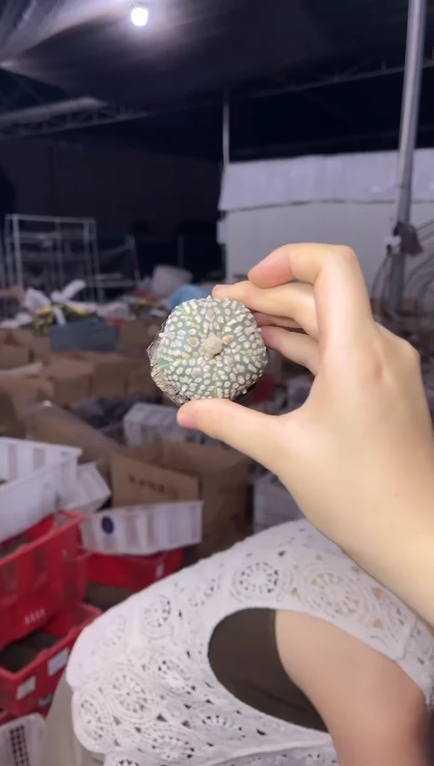 【闪购商品】8.19-23超兜5瓣12.99