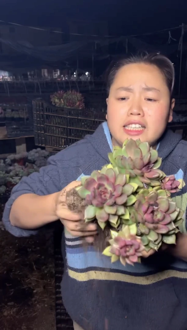 【闪购商品】42-五头起黑水晶大群8.5