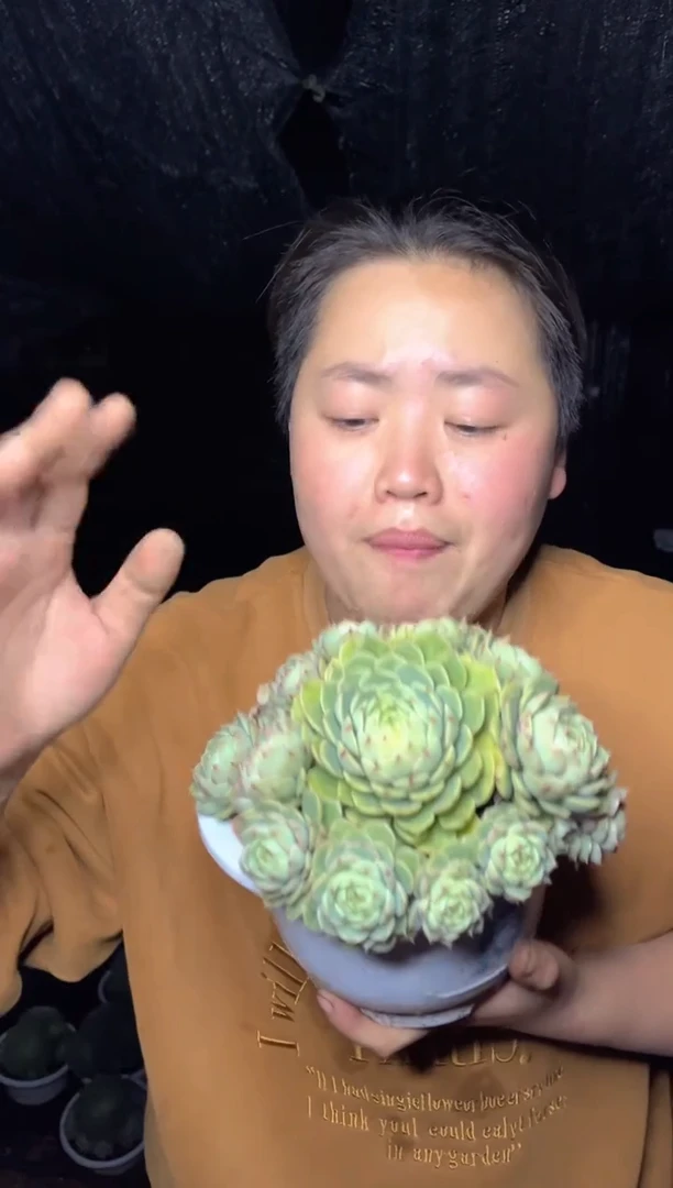 【闪购商品】22捧花苯巴蒂斯9.99