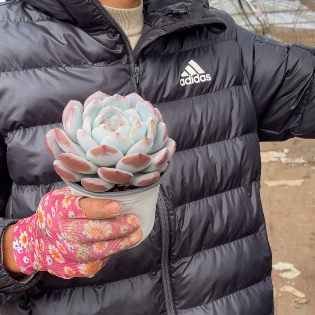 【闪购商品】12.23.51白盆单头橙梦露