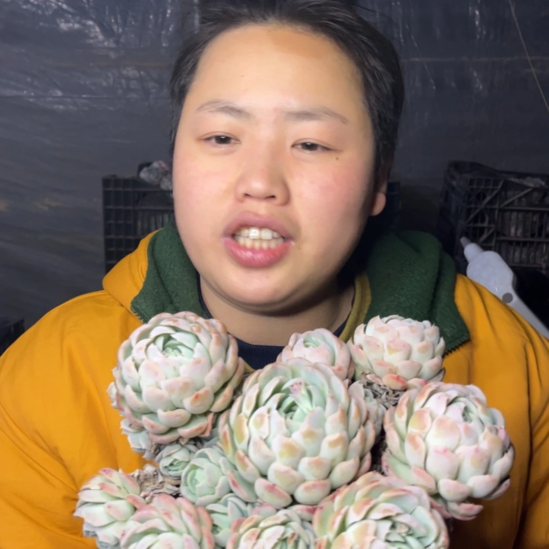 【闪购商品】1.18-21无砍大贝瑞