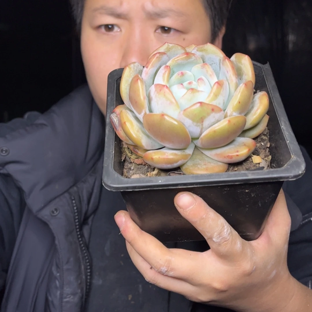 【闪购商品】10.25-清货133露养区单头梦露