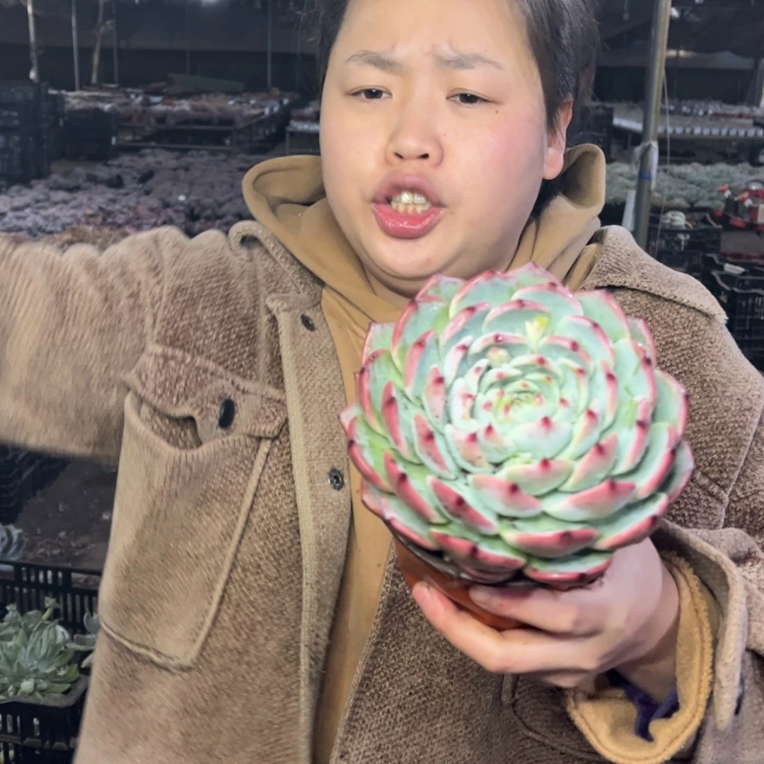 【闪购商品】1.4-81单头林赛11cm左右