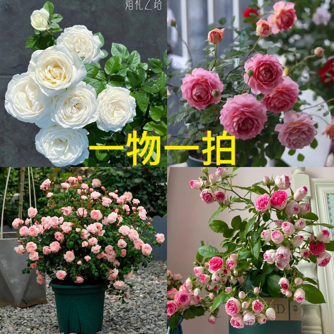 花玖壹【一物一拍链接】独棵多棵扦插月季 四季开花 基地直发