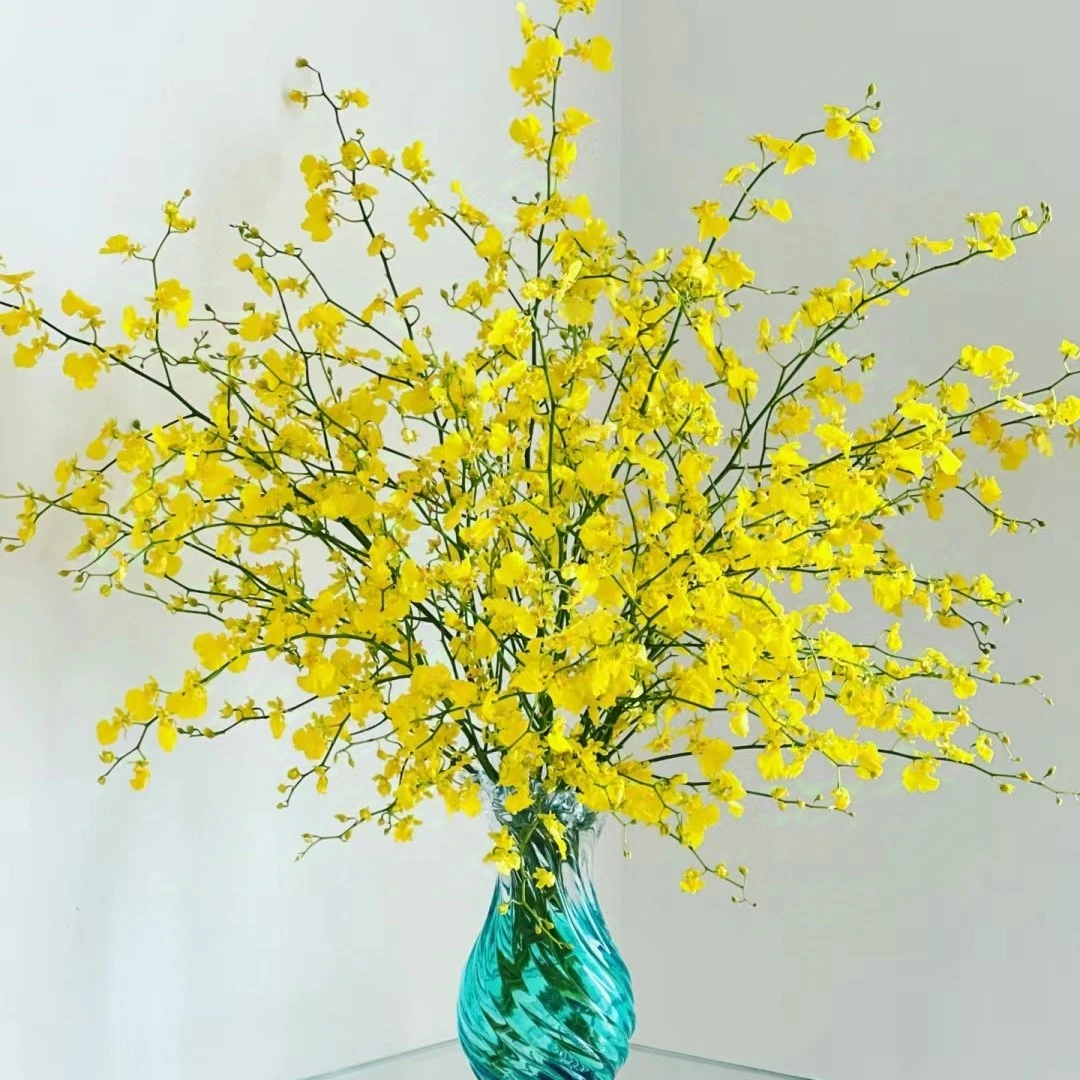 【跳舞兰】高端精品婚庆节日装饰鲜切花（店内任意三单包邮）