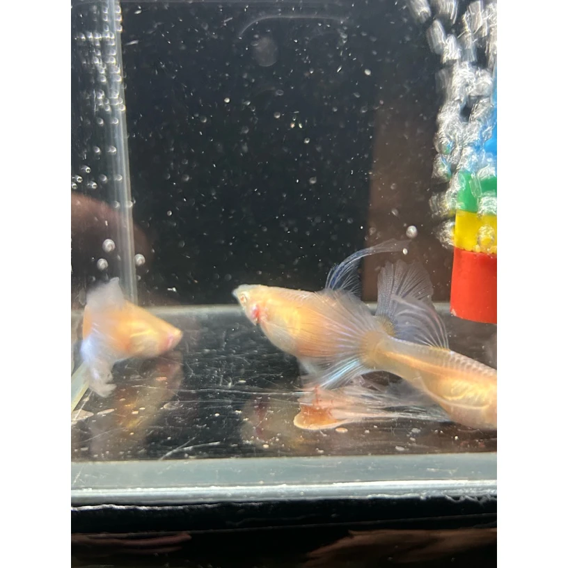 精品种鱼蓝白（天空蓝）大C孔雀鱼小型热带观赏鱼（入缸后不包损）