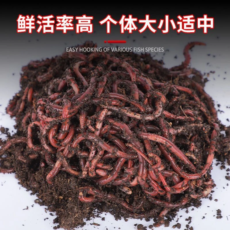 大号蚯蚓红虫鱼饵盒装钓鱼饵料黄鳝野钓散装鲜活鲫鱼包邮垂钓活饵
