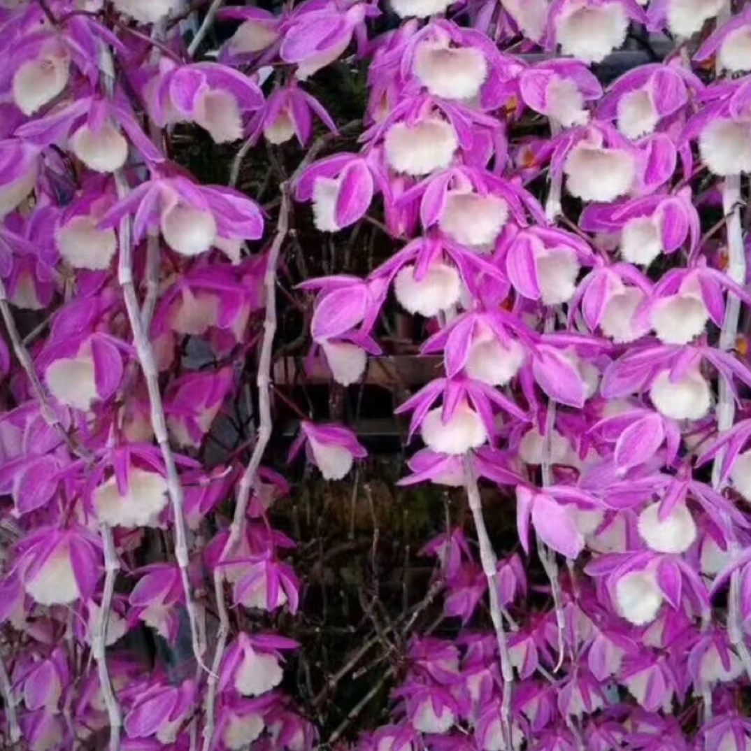 板植天宫石斛  花香浓郁  一杆多花