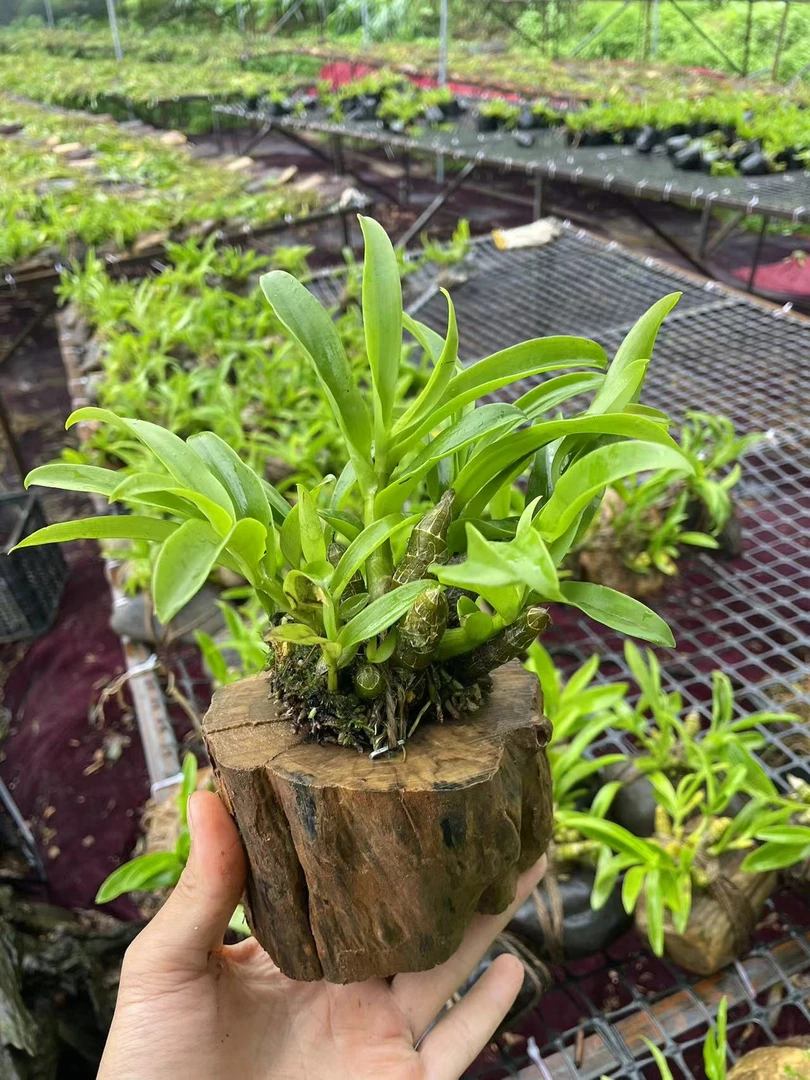 种咖啡木桩 麝香石斛开花量大花香浓郁