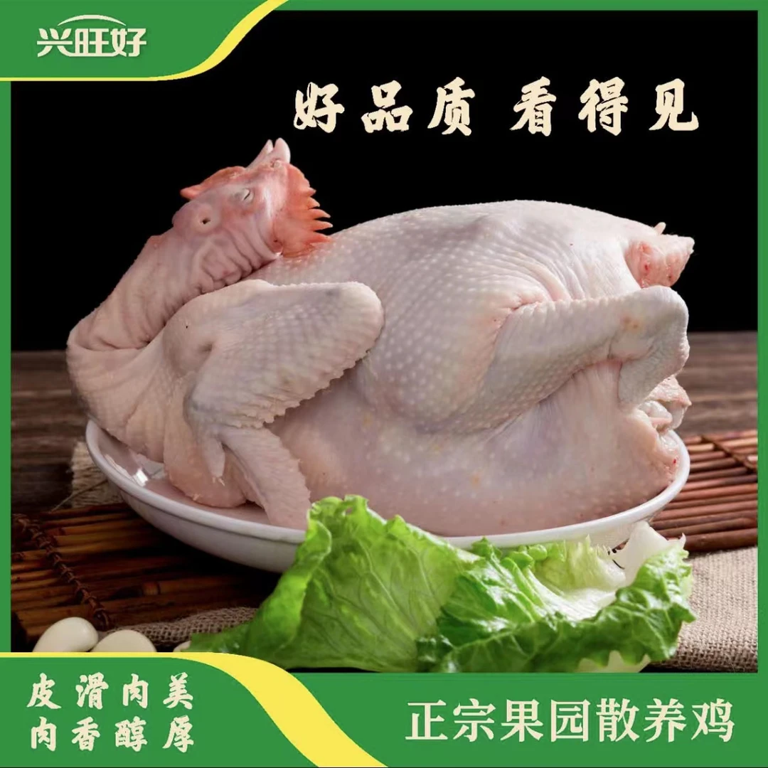【全爸专属】正宗湛江放养果园鸡新鲜煲汤肉质鲜嫩营养美味散养山间