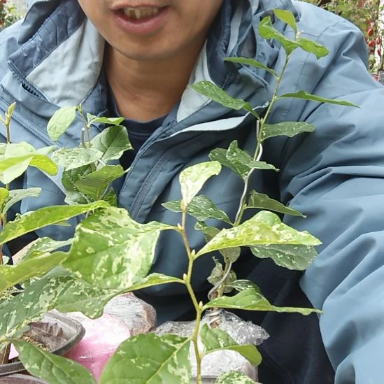 残血金弹子嫁接苗