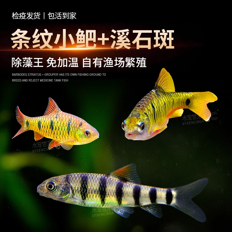 条纹小鲃冷水鱼观赏鱼养鱼中国斗鱼鳑鲏鱼配鱼野生溪石斑小型鱼苗