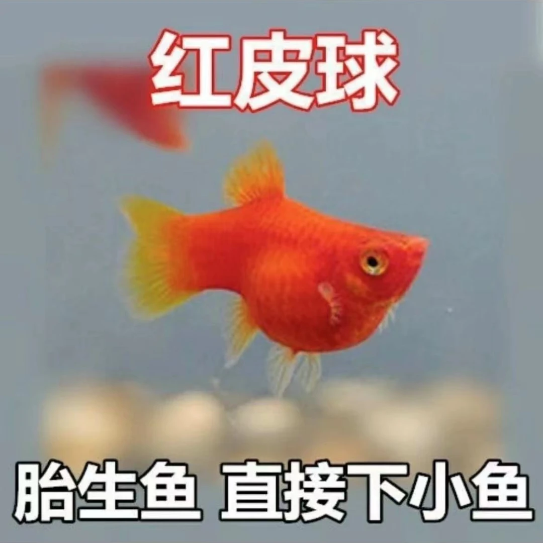 纯种红太阳球胎生鱼红太阳鱼下崽鱼皮球鱼鱼玛丽球孕鱼种鱼特价