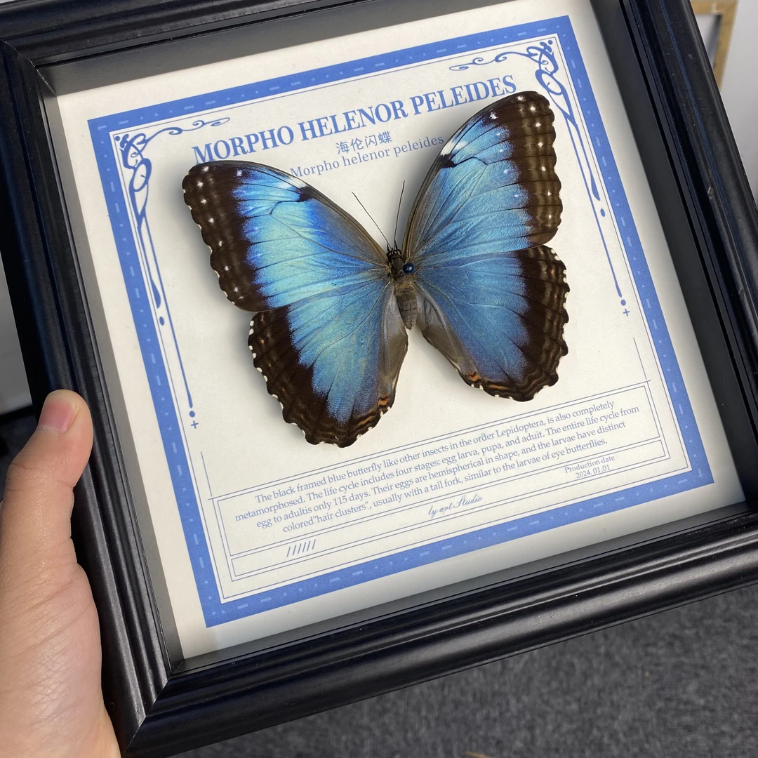 A-蓓蕾闪蝶8寸复古玻璃黑框装饰画家居摆件真蝴蝶标本