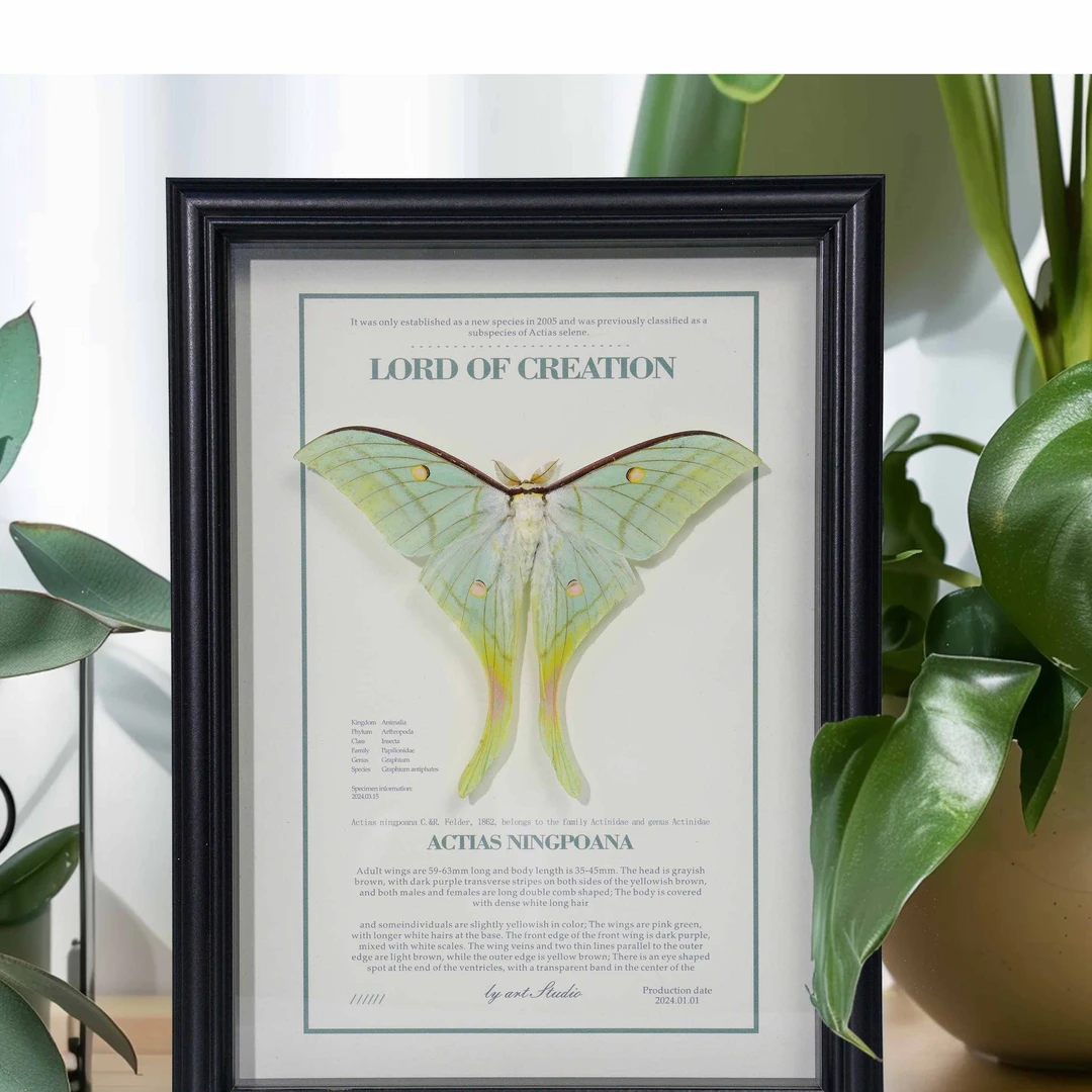 A-宁波尾大蚕蛾 （雄性）真蛾类标本 10寸复古玻璃黑框 家居摆件