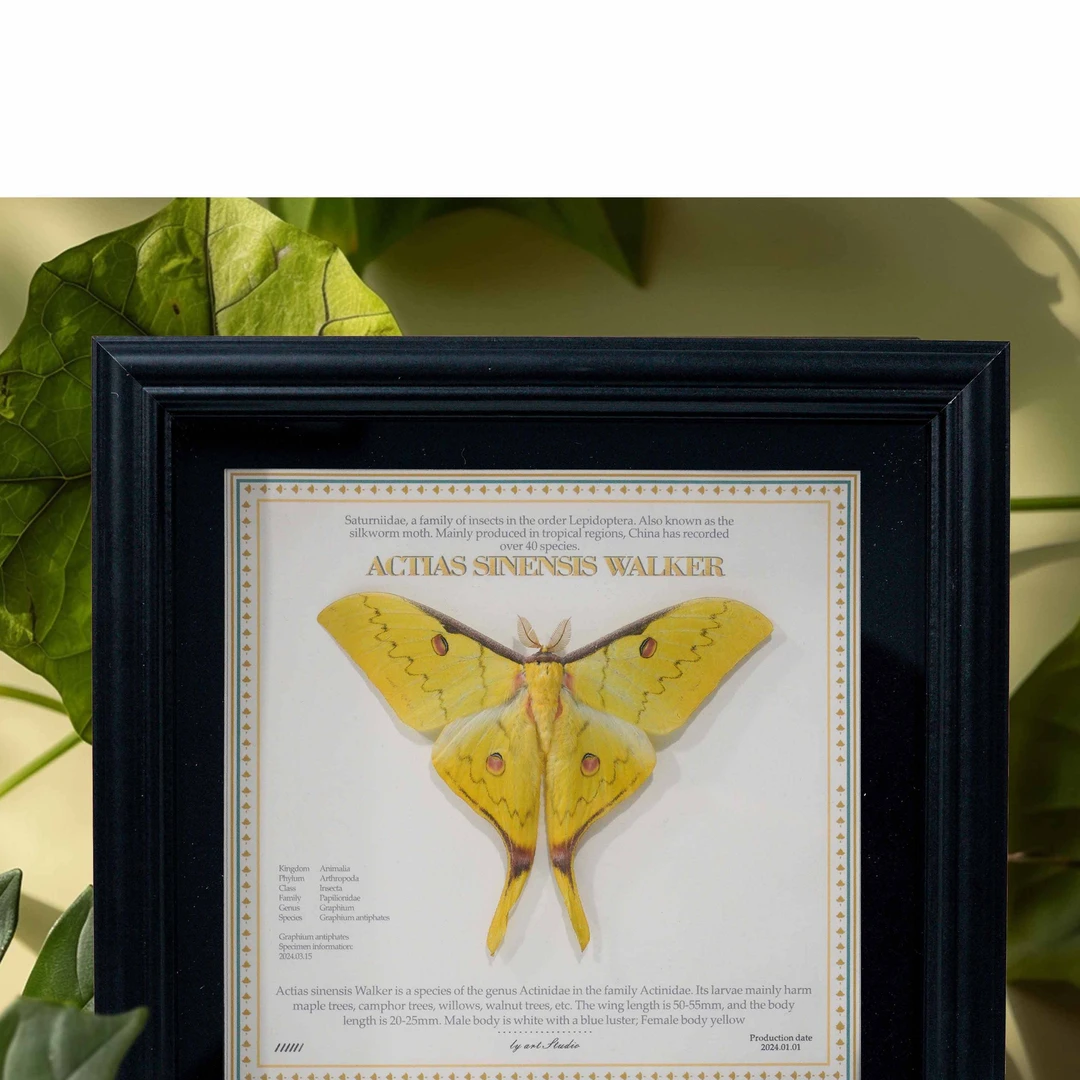 华尾大蚕蛾 真蛾类标本 方8寸复古玻璃黑框 家居摆件