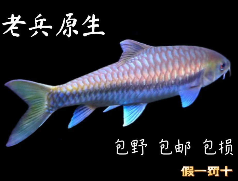 拍鱼专用链接包野包真