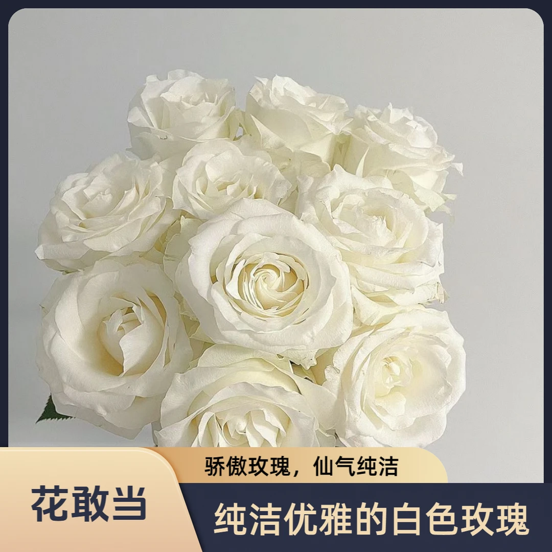 【花敢当】骄傲玫瑰 家用生活鲜花 云南鲜花基地顺风/京东发货