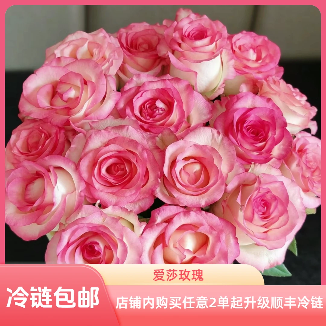 【画里有花】爱莎玫瑰艾莎玫瑰酒杯状花型玫瑰粉色系玫瑰粉玫瑰鲜花