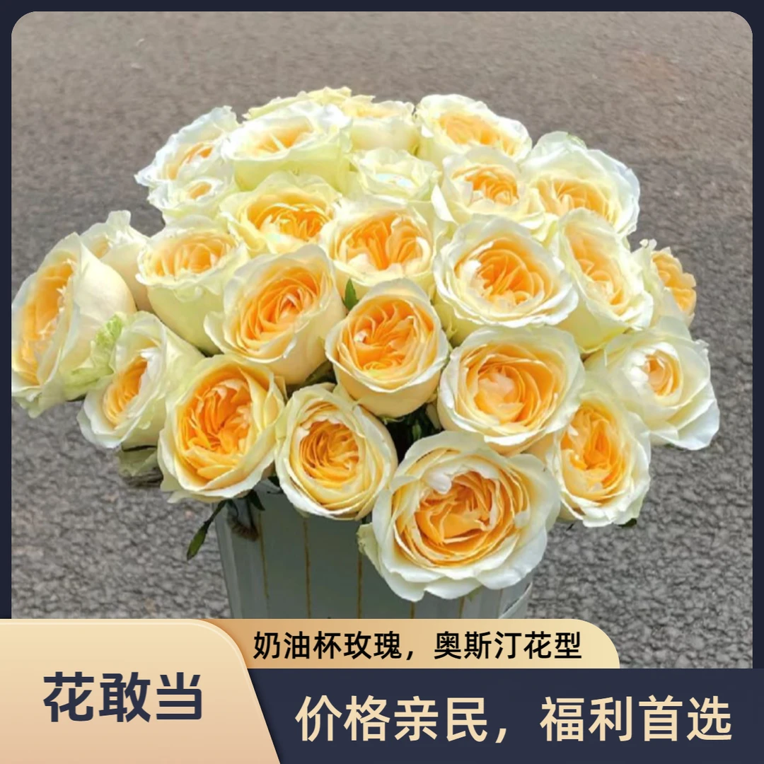 【花敢当】奶油杯玫瑰 家用生活鲜花 云南鲜花 基地顺风/京东发货