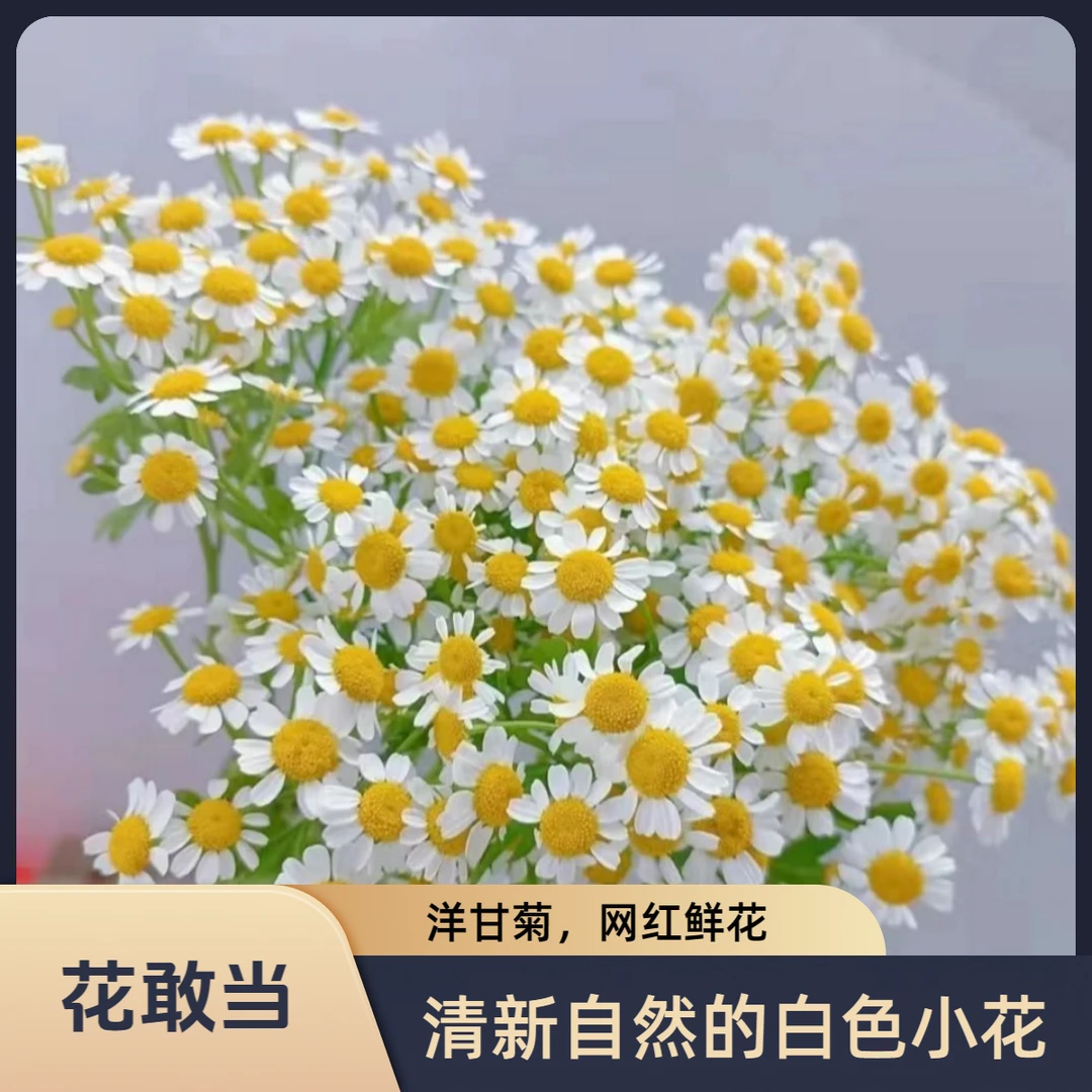 【花敢当】洋甘菊 清新百搭 家用生活鲜花 云南鲜花基地顺风发货