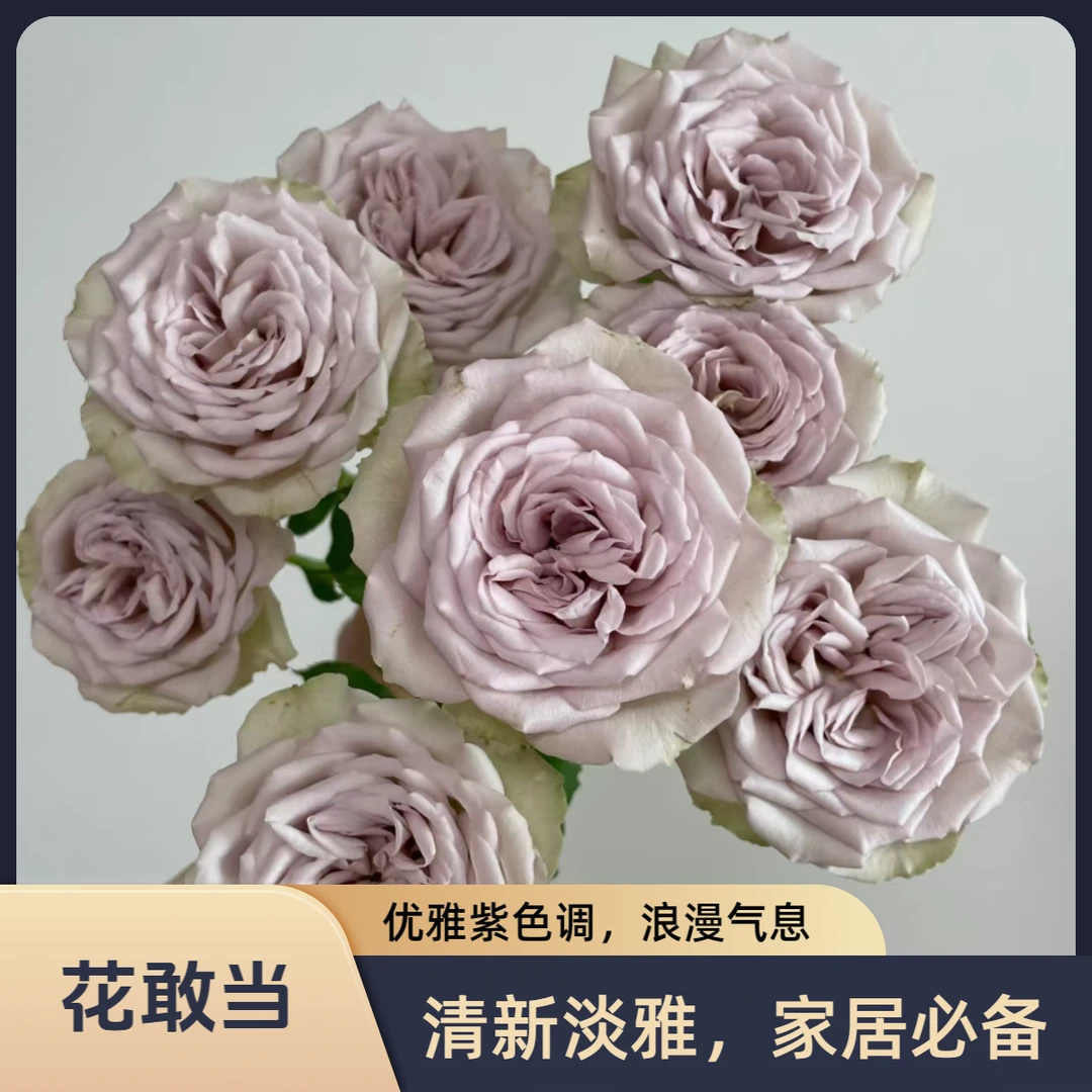 【花敢当】巴黎圣母院玫瑰 家用生活鲜花 云南鲜花基地顺风发货
