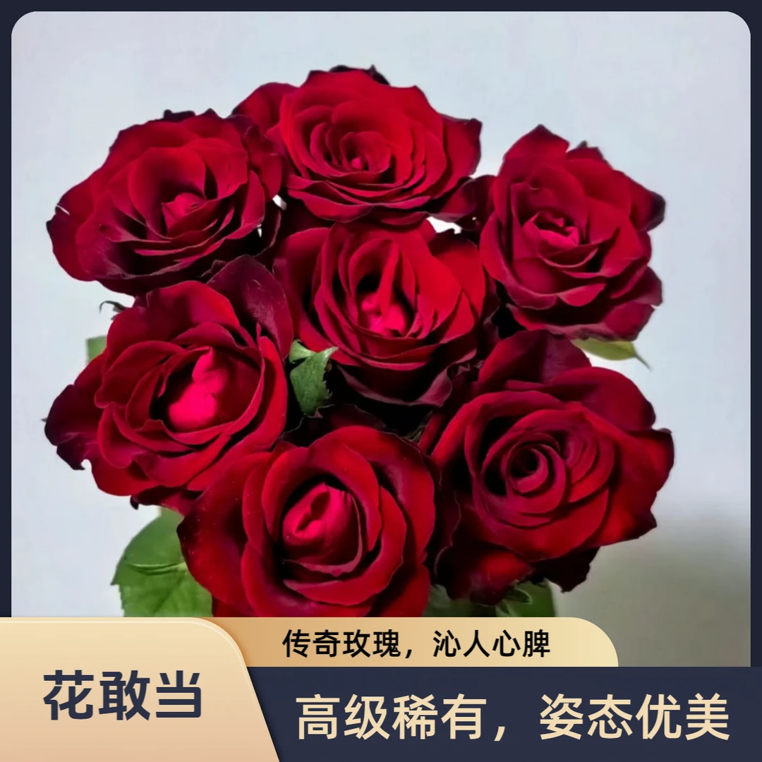 【花敢当】传奇玫瑰 家用生活鲜花 云南鲜花基地顺风/京东发货