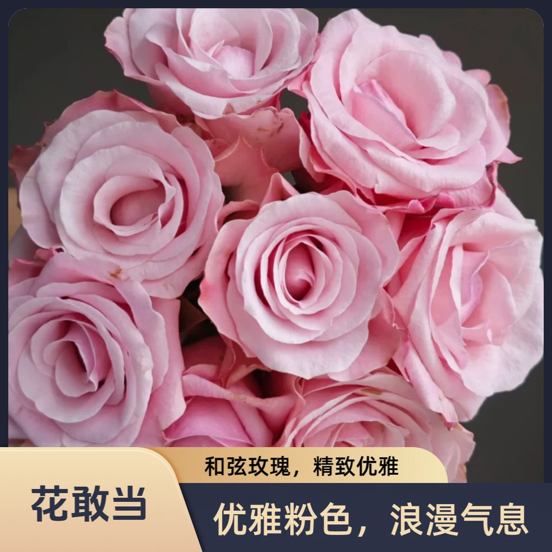 【花敢当】和弦玫瑰 高级 家用生活鲜花 云南鲜花基地顺风发货