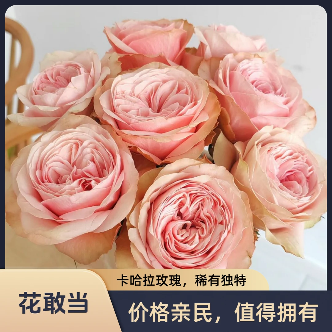 【花敢当】卡哈拉玫瑰 稀有独特 家用生活鲜花云南鲜花基地顺风发货