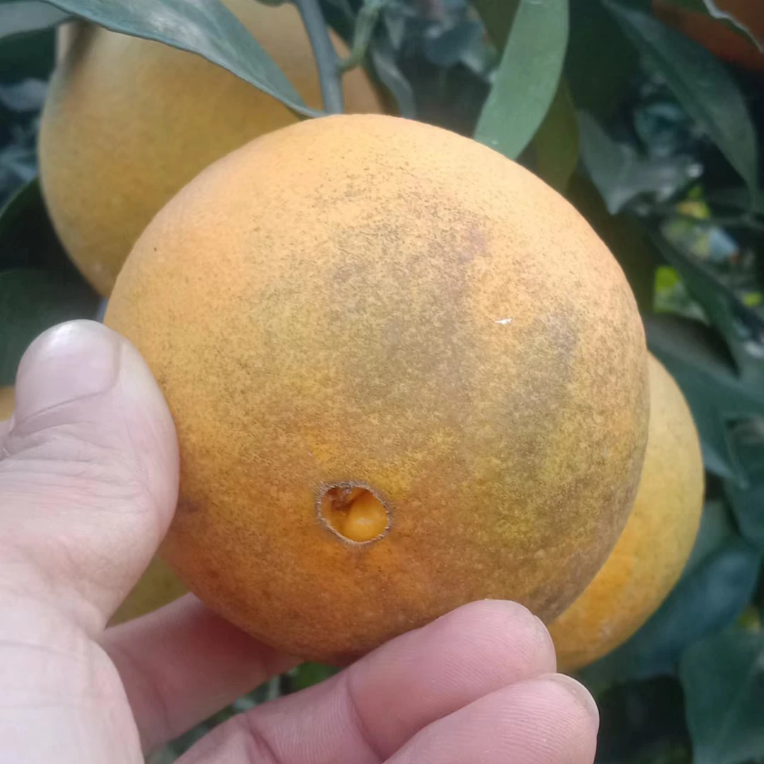 赣南寻乌脐橙自家种植现摘现发二级果新鲜多汁皮薄肉厚超值划算