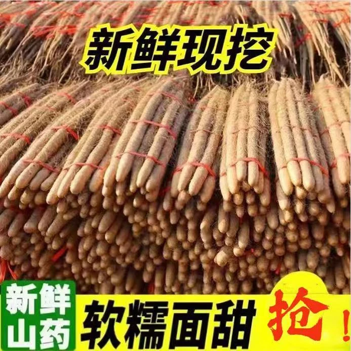 精品大根正宗铁棍山药河北蠡县