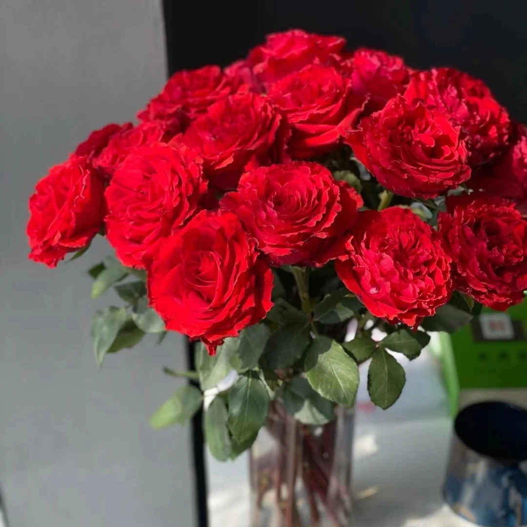 鲜花  高原红20枝【一单中通，两单发顺丰】