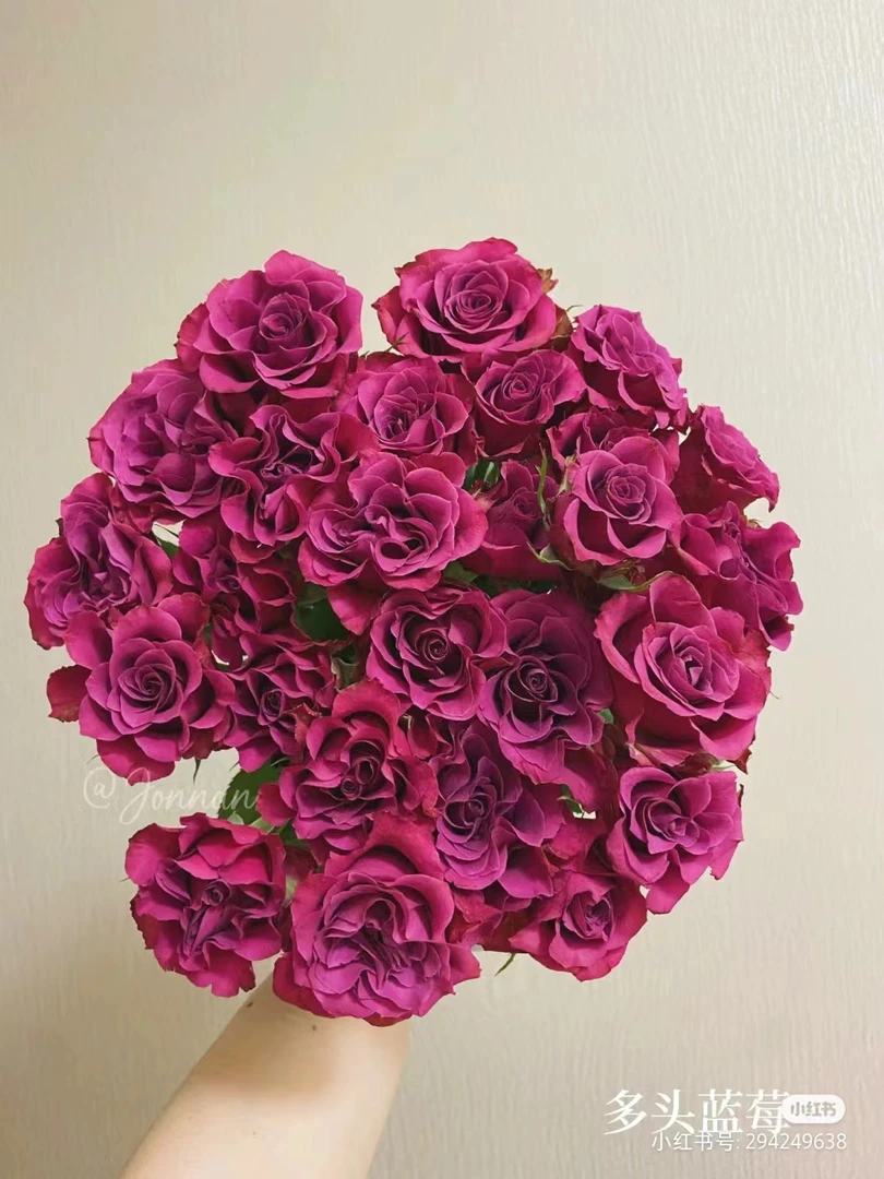 鲜花 多头蓝莓10枝【1枝内损耗不售后，介意勿拍】