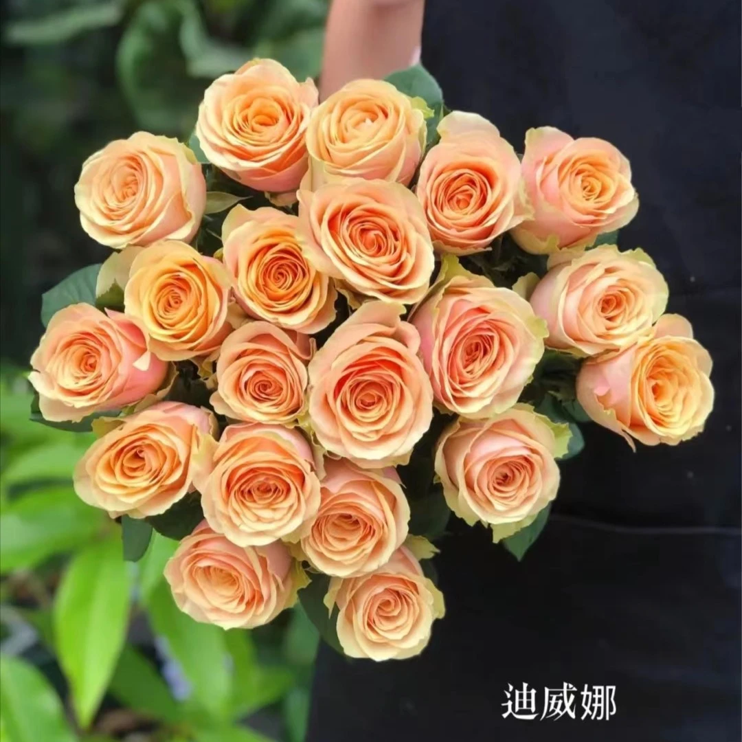 鲜花  迪威娜20枝【3枝内损耗不售后，介意勿拍】