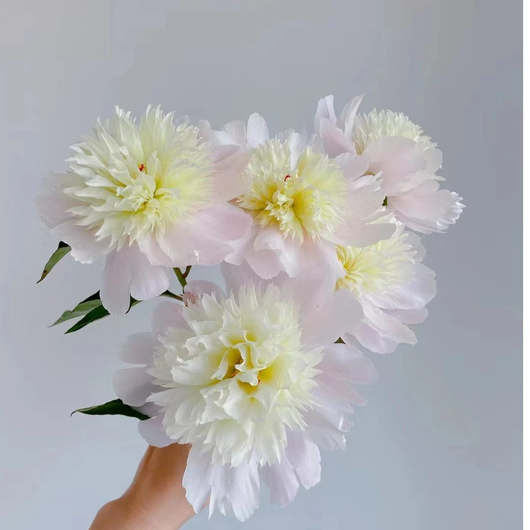 云南芍药 鲜花 白色 凤羽落金池10支（一单中通，两单发顺丰）