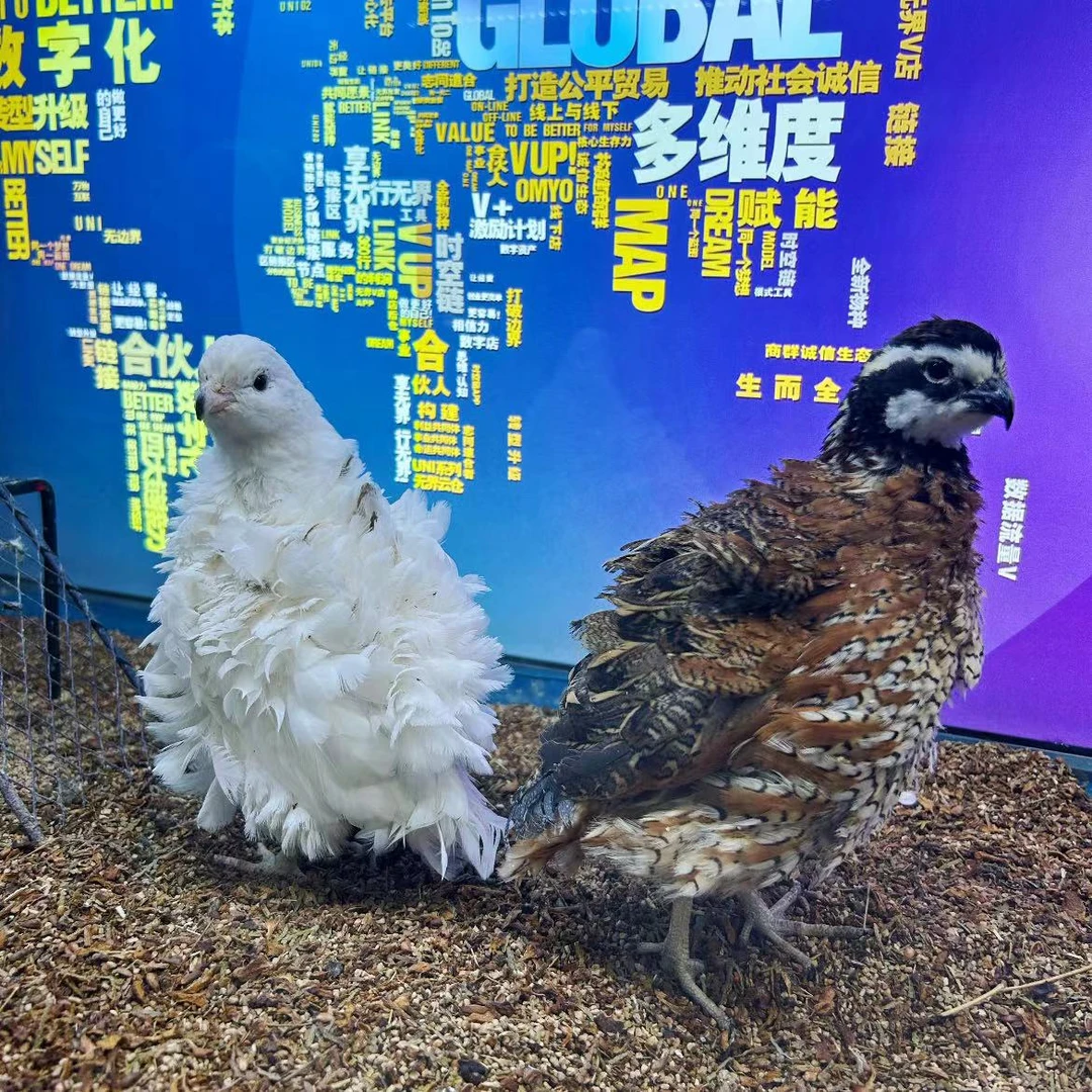 嘉藤农产斑胸彩鹑种蛋受精蛋翎鹑亚种50%