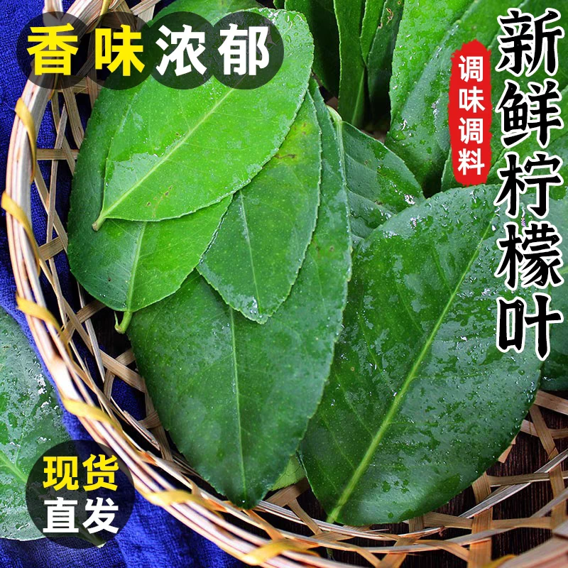 柠檬叶新鲜青柠叶西餐香料料理腌制烹饪调料500g包邮冬阴功汤原料