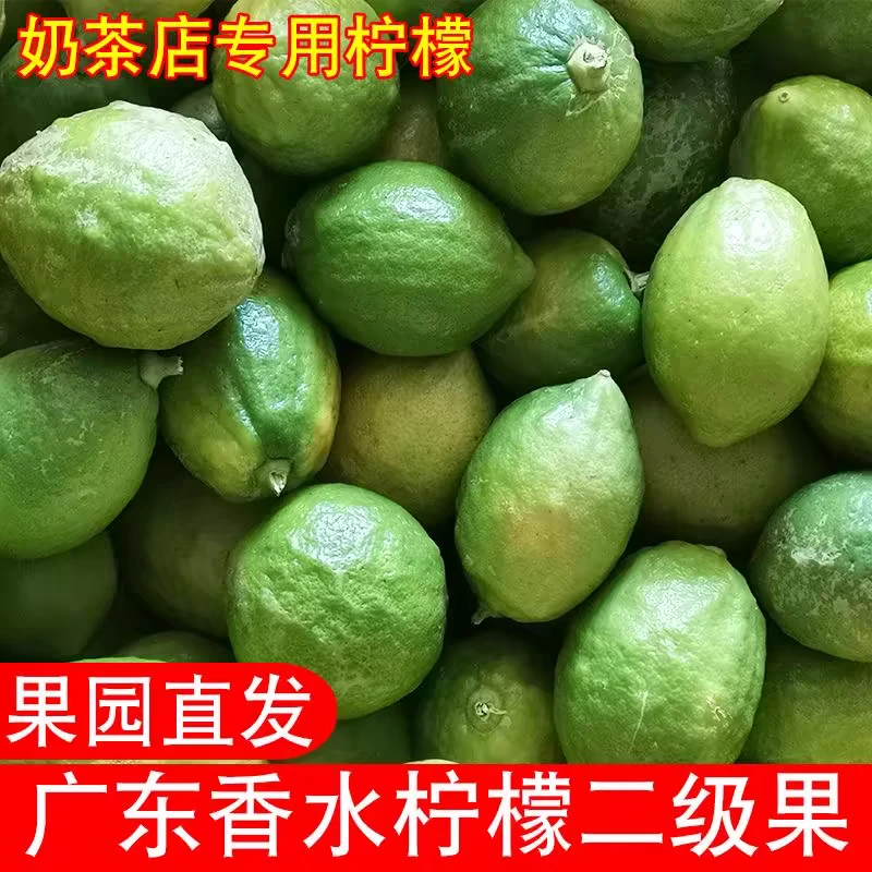 广东香水采摘二级果花皮无籽果四季青柠檬奶茶店专用水果新鲜现摘