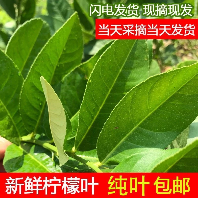 【秒发】新鲜柠檬叶香水鲜鱼生冬阴功烹饪香料青柠叶西餐火锅配料