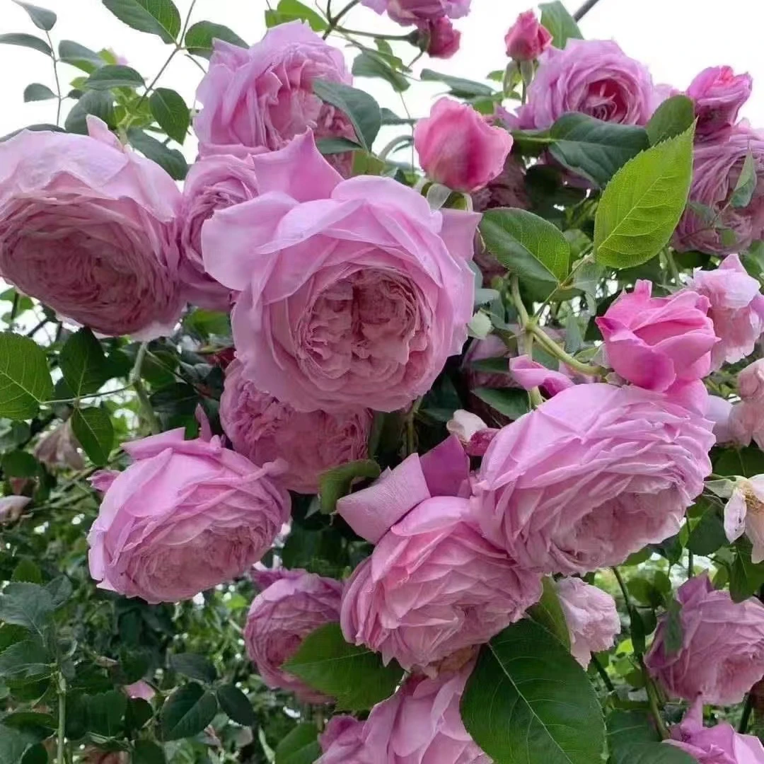 自由精神月季藤本月季四季开花浓香抗病包子大花盆栽地栽月季欧月