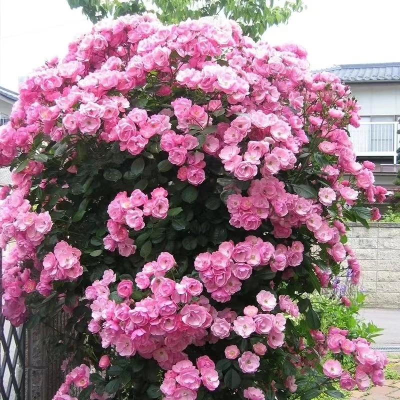 爬藤安吉拉单瓣花多头丰花多季节造型藤本月季庭院地栽盆栽基地