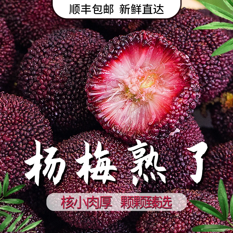 精选优质东魁杨梅新鲜杨梅大果水果杨梅大个头饱满浓郁多汁不催熟