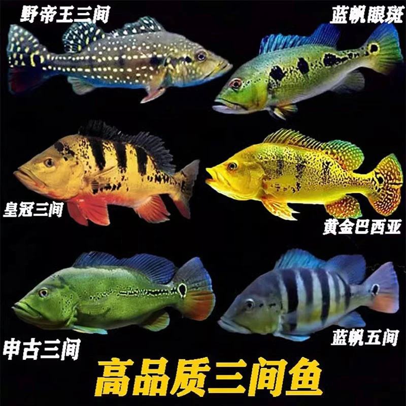 巴西亚鱼热带观赏鱼中大型帝王三间鱼皇冠三间鱼蓝帆眼斑红老虎鱼