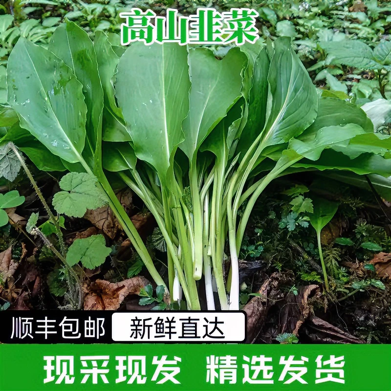 【顺丰包邮】春季野菜高山野生鹿耳韭,天蒜,茖葱,熊葱